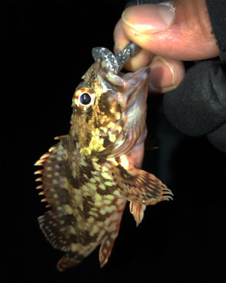 ガジラしかいない2