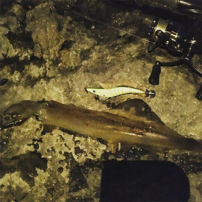 ヤリイカエギング