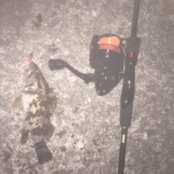 竿とリール新調しました。