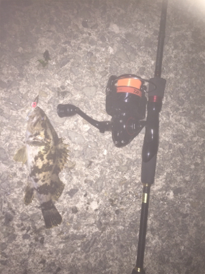 竿とリール新調しました。