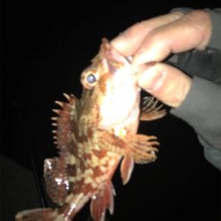 久しぶりの餌釣り