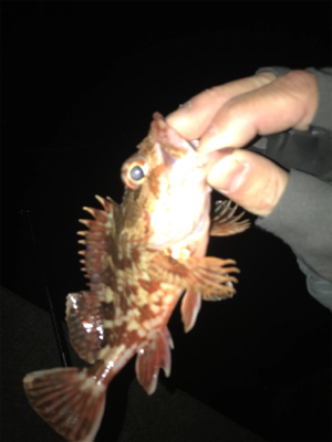久しぶりの餌釣り