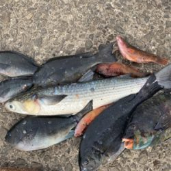 四万十市 磯フカセ釣り