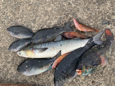 四万十市 磯フカセ釣り