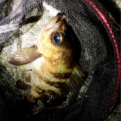 短時間メバプラタイム