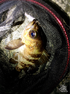 短時間メバプラタイム