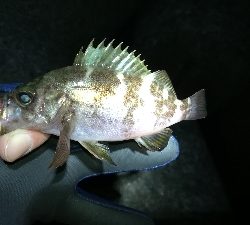 ナイトメバリング