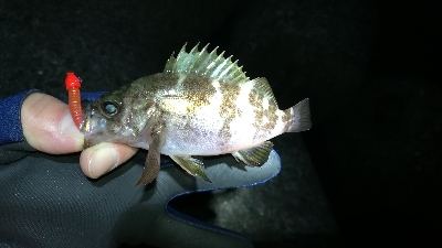 ナイトメバリング