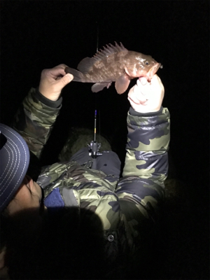 メバル狙いが・・・