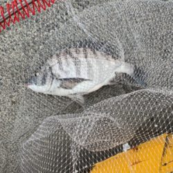 何とか１匹ゲット