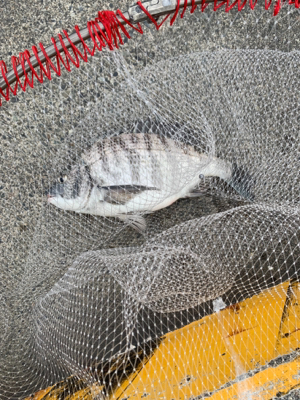 何とか１匹ゲット