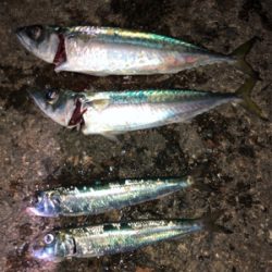 青物不発も、期待裏切らずのサバイワシ笑