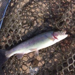 エリアトラウト