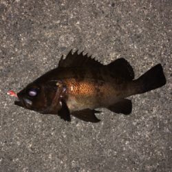 雨時々降る中のメバリング