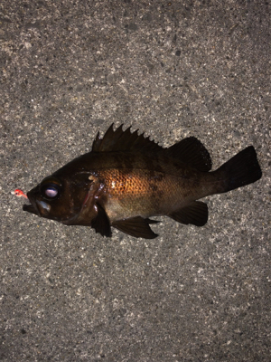 雨時々降る中のメバリング
