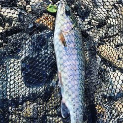 高槻市芥川 ニジマス トラウト