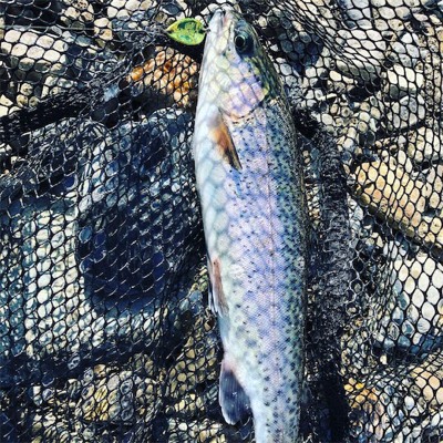 高槻市芥川 ニジマス トラウト