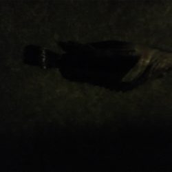 ガシリングゲーム