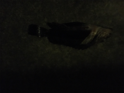 ガシリングゲーム