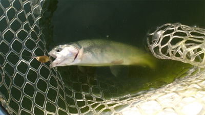 エリアトラウト