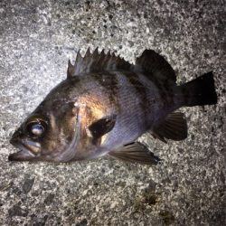 明石で渋め、メバリング