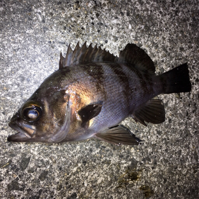 明石で渋め、メバリング