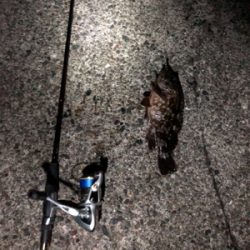 ガシラは裏切らない