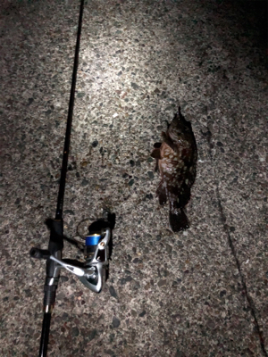 ガシラは裏切らない