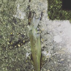 ヤリイカ終盤戦!!