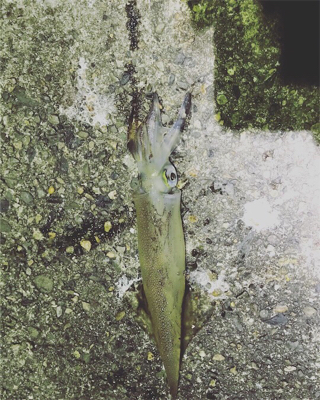 ヤリイカ終盤戦!!