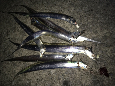 タチウオ入れ食い