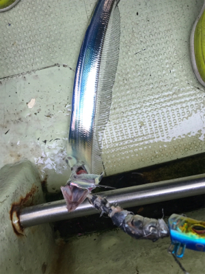 洲本沖  太刀魚