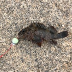 ムラソイのタワマン!!