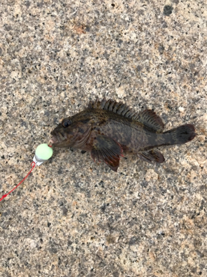 ムラソイのタワマン！！