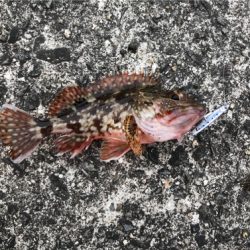 胴突とジグサビキ