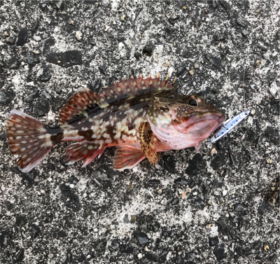 胴突とジグサビキ