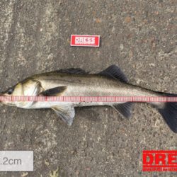 いいサイズのシーバス!