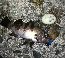 ナイトメバリング