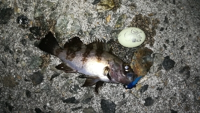 ナイトメバリング