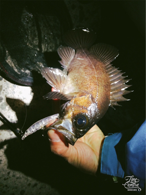 メバルさんお元気です