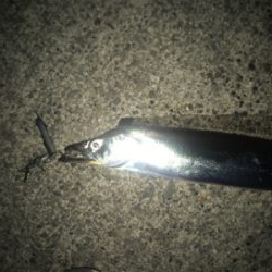 2月最後のタチウオです