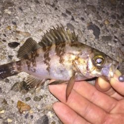 メバルとタッケー