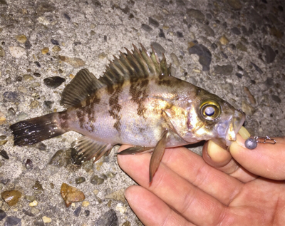 メバルとタッケー