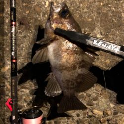 プラグと黒ワームで爆釣！