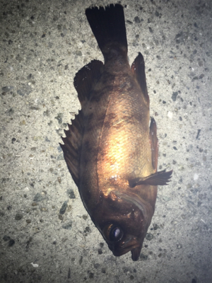 色んなパターンでメバリング