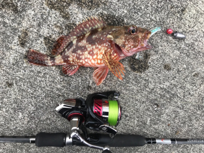 ロックフィッシュゲーム