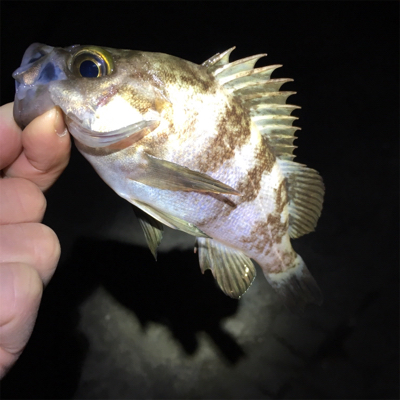 漁港でライトゲーム