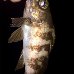 メバルのちシーバス