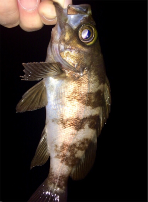 メバルのちシーバス