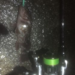 メバルを捌かせてあげたくて